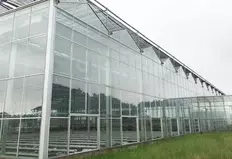 Теплицы по технологии VENLO