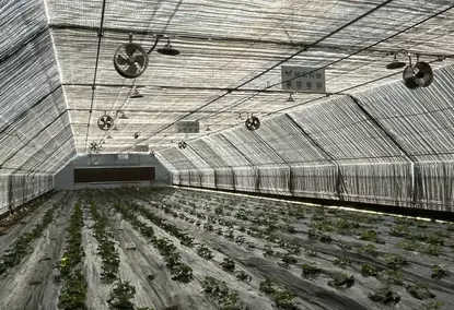 Теплица типа «политуннель» с 100% затемнением и автоматической системой контроля освещения